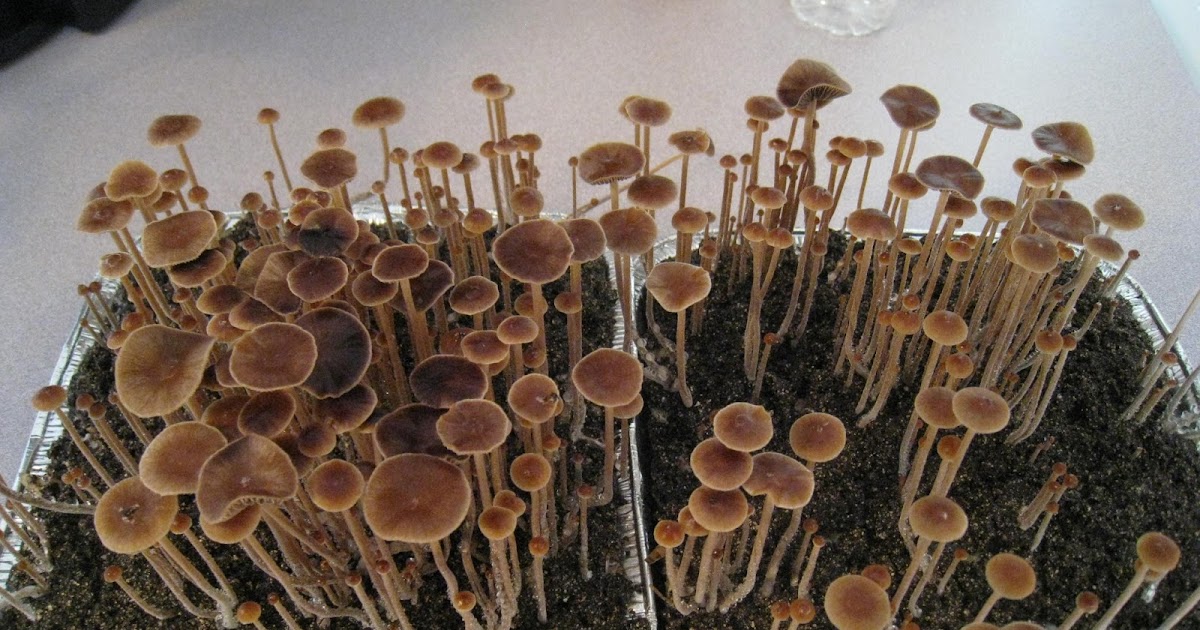 Mushroom Cultivation: Preparing the growing medium when cultivating ...