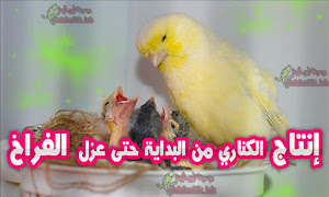 اضرار تربية العصافير في المنزل وسبل الوقاية موسوعة طيور الزينة