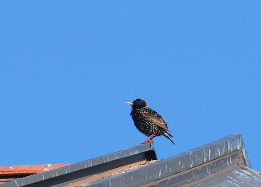 Quale Uccello Fa Le Uova Azzurre