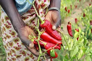 African hot peppers