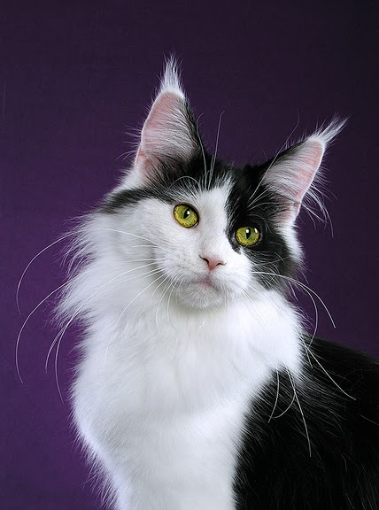 Your Maine Coon Guide