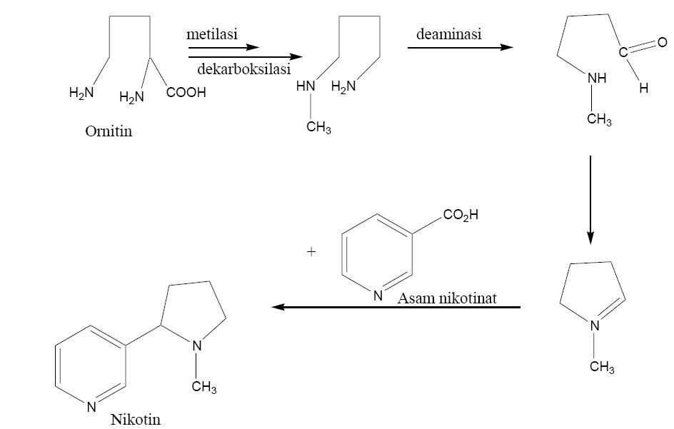 Никотин биохимия. Синтез никотина. Качественная реакция на никотин. Реакции получения никотина. Никотин химические свойства.
