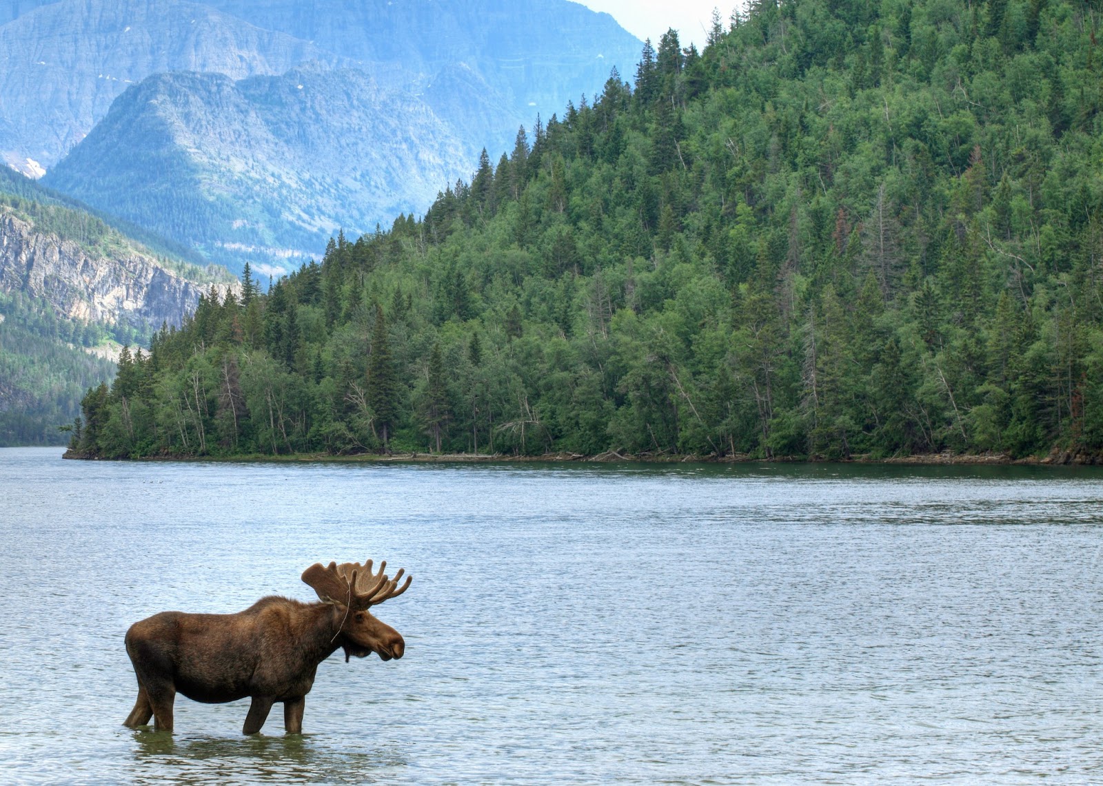 лось. лоси в заповеднике денежкин камень. озеро лось. лось в челябинской области. животные волги.