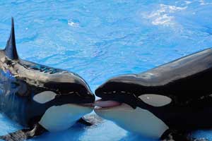 Orcas en el Loro Parque Ejemplos de la variada fauna que se exhibe en estas célebres instalaciones de Puerto de la Cruz