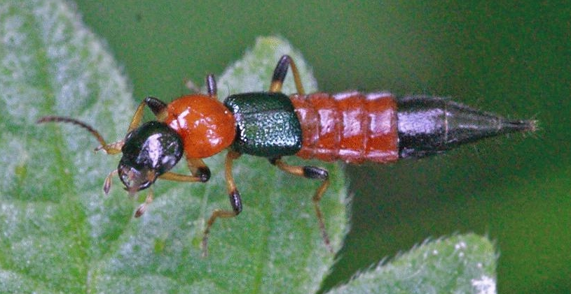 Paling Populer 47+ Gambar Hewan Tomcat