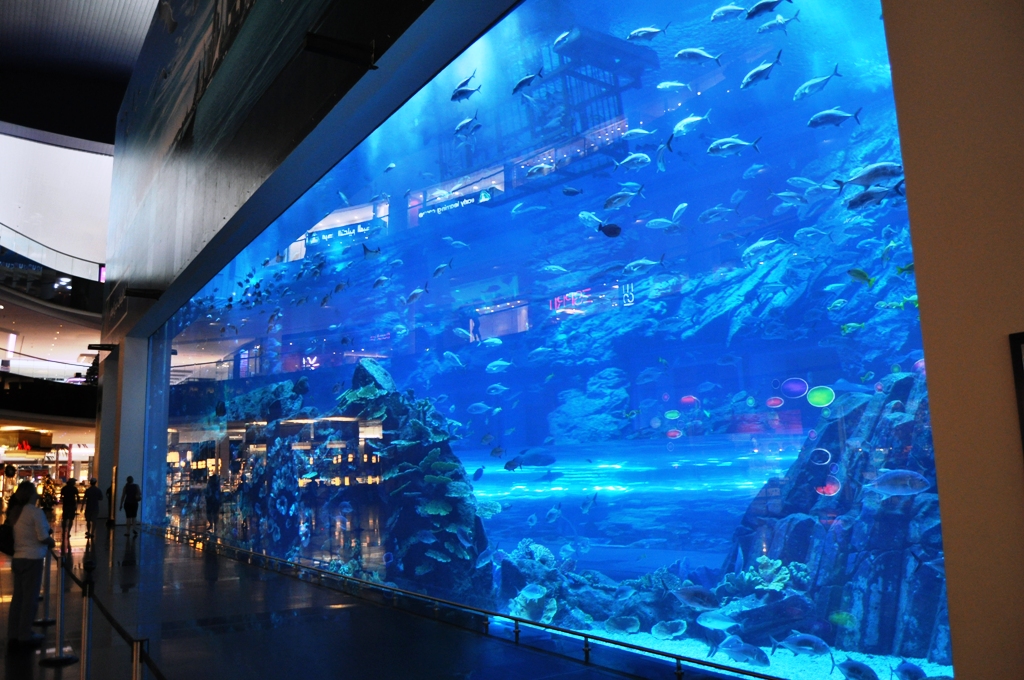 Living in Abu Dhabi dubai mall aquarium
