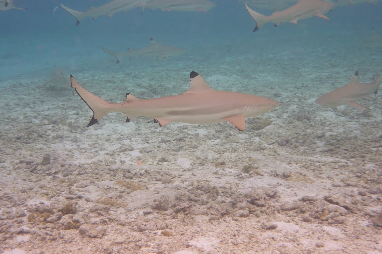 Les requins "pointe noire"