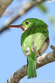 Narrow-billed Tody