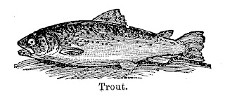 printable fish image transfer fish trout fishing image illustration transfer digital clipart