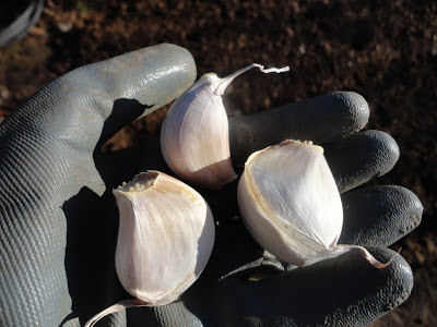 DIENTES DE AJO DISPUESTOS PARA SEMBRAR.