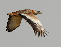 bustard bird flying heaviest worlds eaden garden pbase richard2051