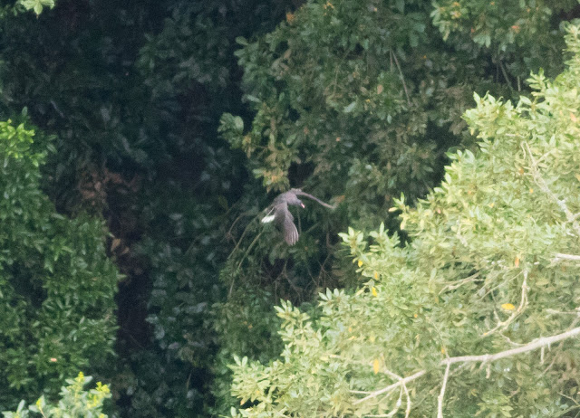 Laurel Pigeon - Barranco de Ruiz, Tenerife