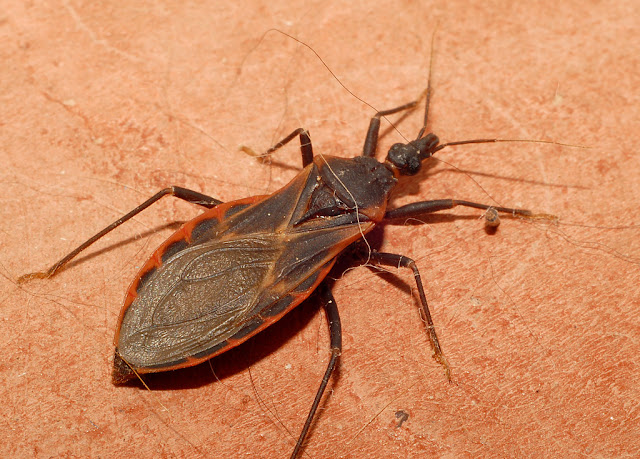 Kissing Bug hindi Kissing Bug hindi