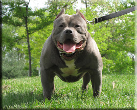 blue pitbull puppies for sale in. lue pitbull puppies for free.