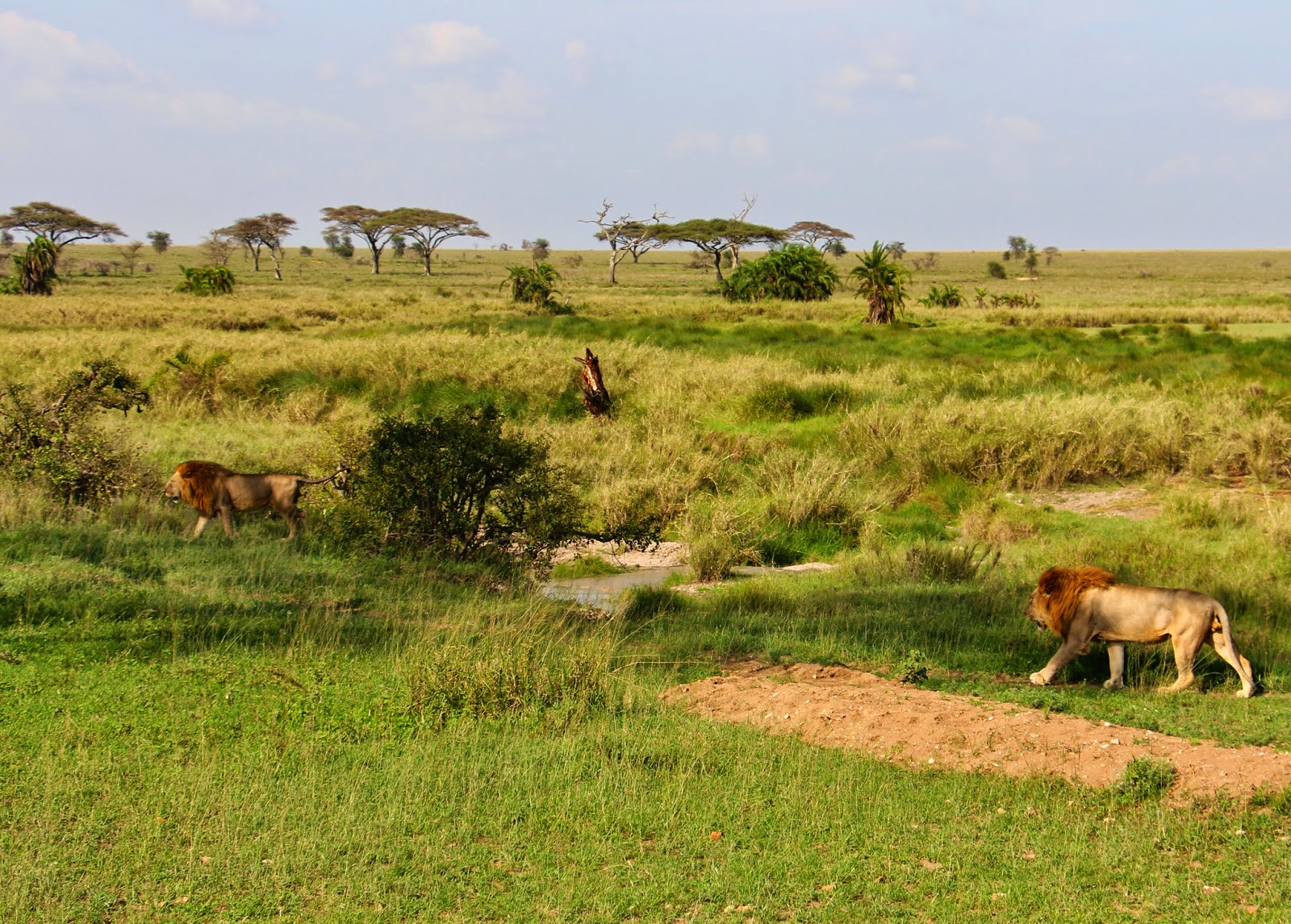 VER LEÕES NO SERENGETI - Encontros imediatos de 3º grau com os leões do Serengeti | Tanzânia