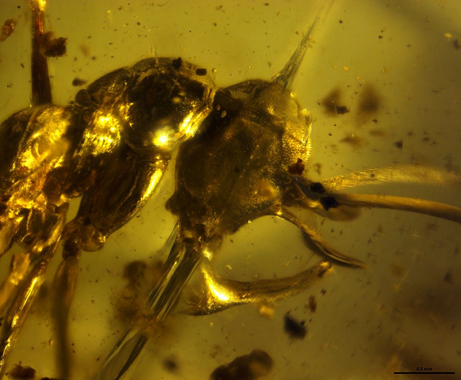 Ancient ‘Hell Ant’ with Metal Horns & Trap Jaw Found Inside Amber
