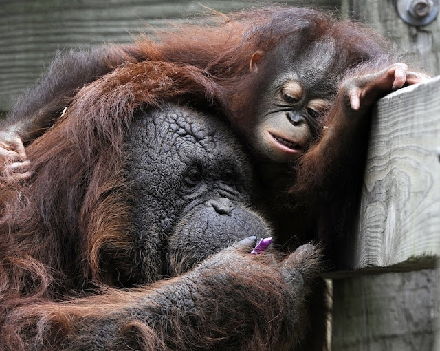 cute baby orangutan, baby orangutan pictures, cute baby animals, orphaned baby orangutan, adopted baby orangutan