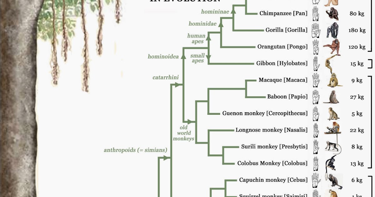 Мое перерождение в древо эволюции 181. Эволюционное Древо гоминид. Эволюционное дерево животных. Древо человека. Дерево эволюции человека.