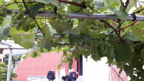 Chuyen la Viet Nam: Gian nho Phap triu qua tren san thuong - Anh 2