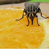FIQUE SABENDO! / Diarreia, vômito, febre… são sintomas da ‘virose da mosca’; saiba como se prevenir