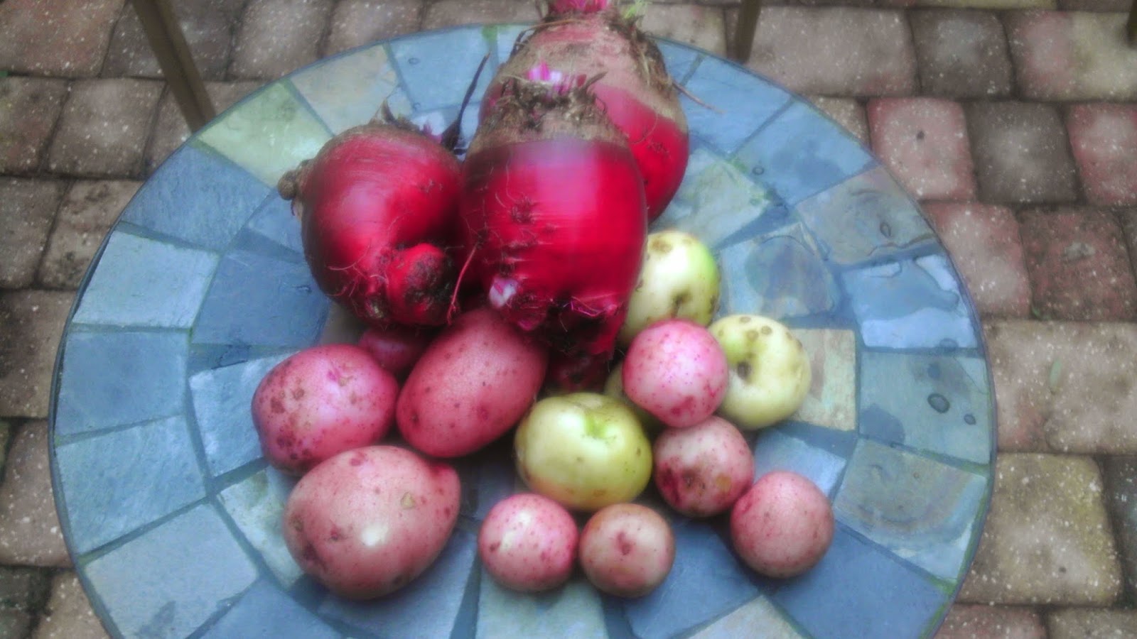 Gardening in Central Florida Beets & Potatoes...