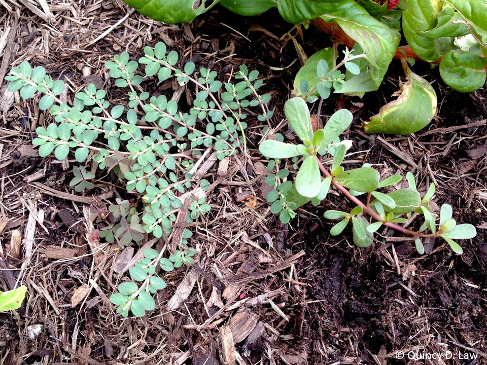 Purdue Turf Tips Weed of the month for July 2015 is Common Purslane