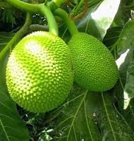 Manfaat Daun,Dan Buah Sukun Untuk Kesehatan - Alfatihah Herbal Medica