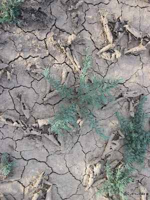 Uno de los diferentes tipos de suelo de la laguna de Sayula que pasamos