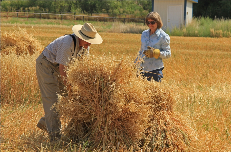 PRO LEISURE CIRCUIT TIRED IRON CLUB BINDING OATS