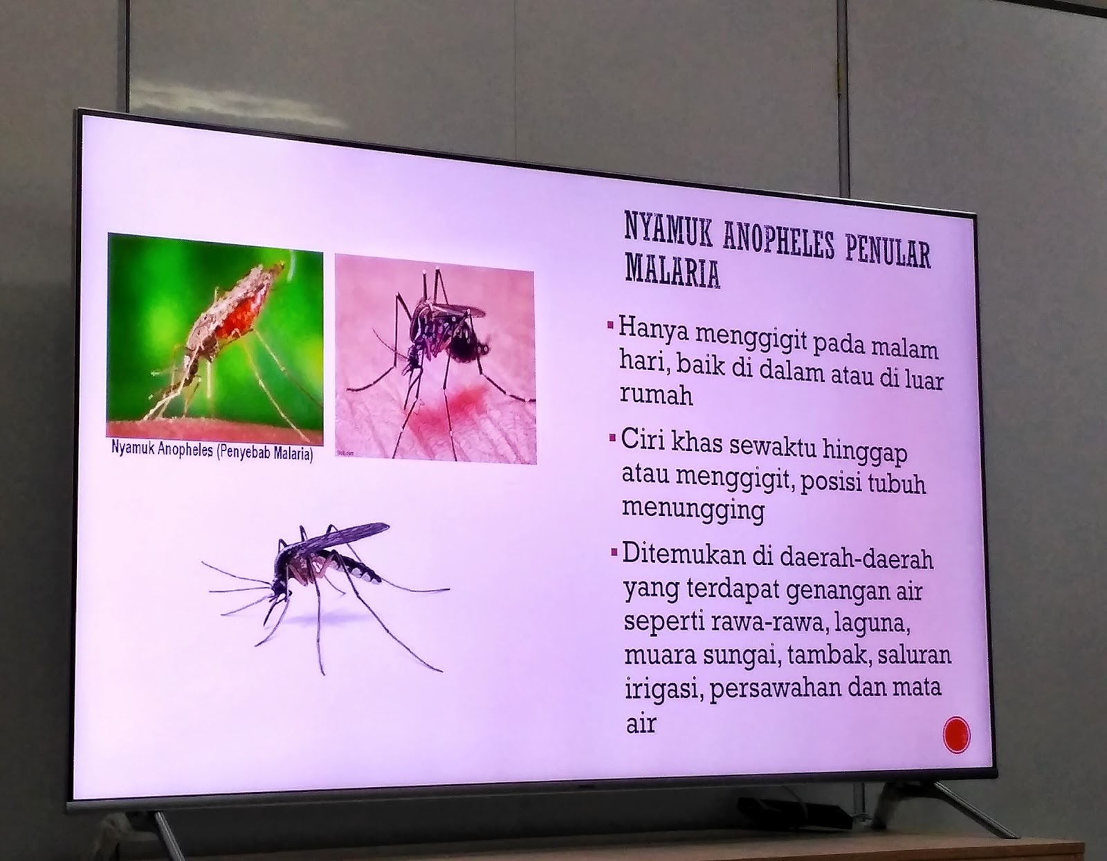 Kenali Penyakit Malaria, Gejala, dan Cara Pengobatannya | Mama Energic