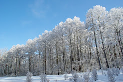 雪桜