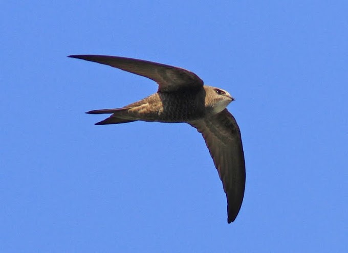 Close up of the Mediterranean Swift