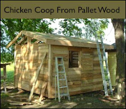 chicken coop pallets backyard own homestead build tips survival cool coops pallet wood chickens upcycled materials eggs interior urban trampoline