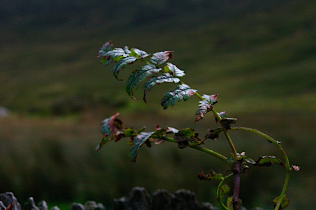 Walia - Snowdon 2006 Poszukujacraju