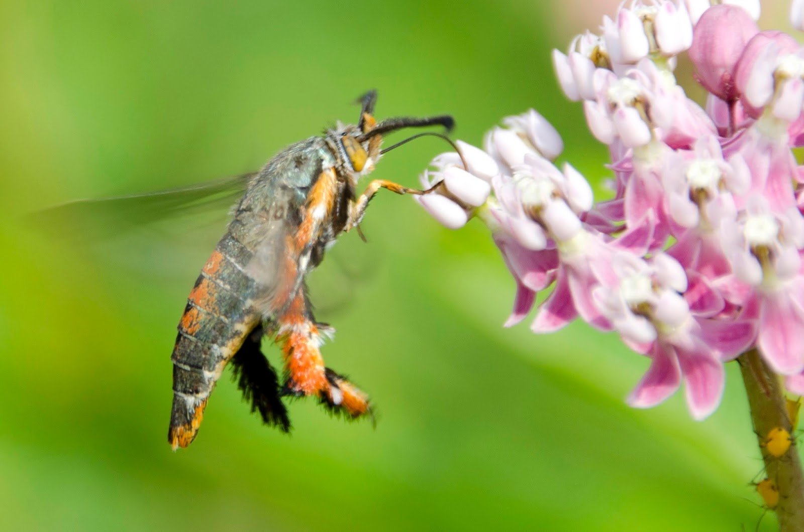 Urban Wildlife Guide Squash Vine Borer Moth