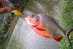 Kumpulan Umpan Mancing Ikan Bawal Terbaik jitu