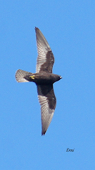 HALCÓN DE ELEONORA EN LAS MARISMAS DE SANTOÑA