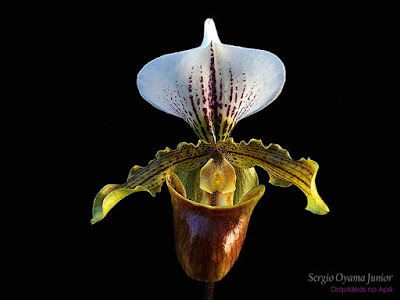 Orquídea Paphiopedilum Leeanum