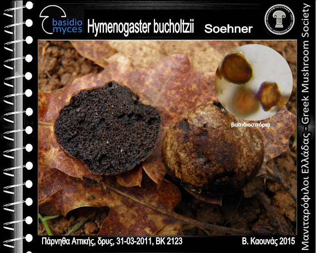 Hymenogaster bucholtzii Soehner