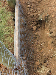 fox proof chicken fence coop wire proofing digging prevent foxes building fill birds pretending farm loose ends tie posts ground