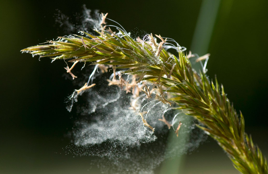 Robin Loznak Photography AHH CHOO!!! It's pollen season