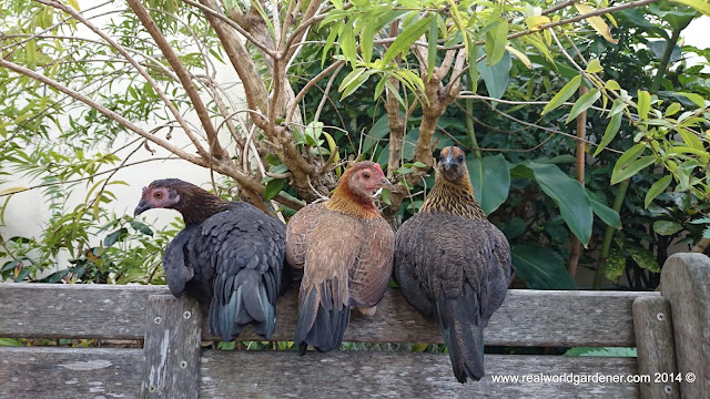 1-3chickens%2Bin%2Ba%2Brow.JPG