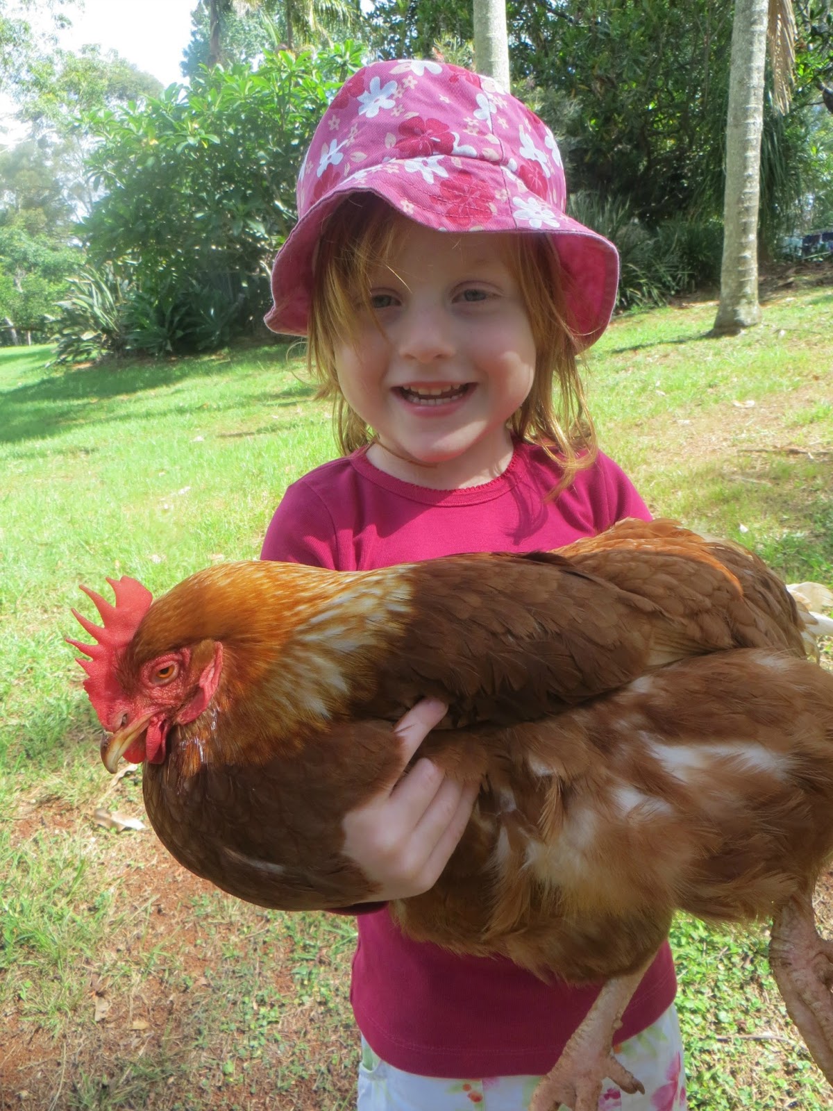Finding Fifth: Our First Pet - Chickens
