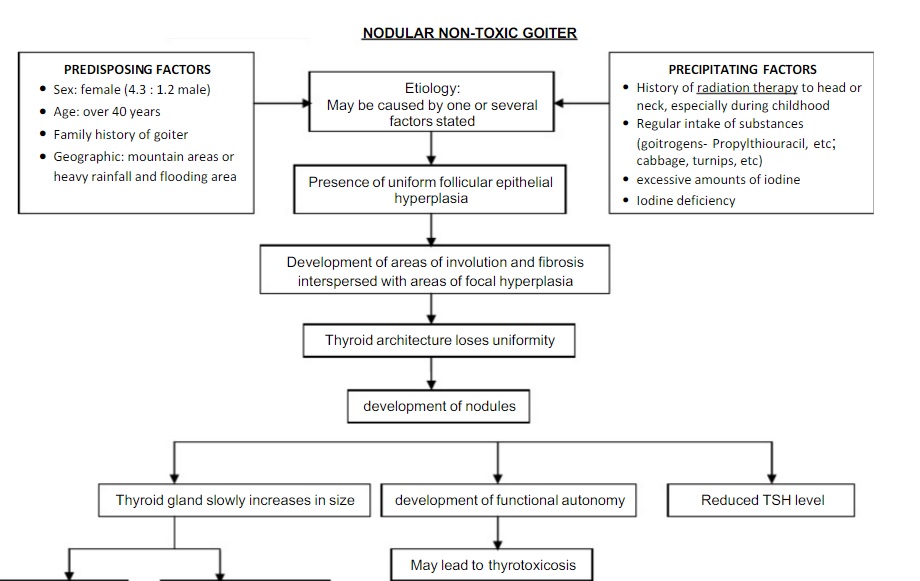 Pathoshoppe Pathophysiology Nodular Nontoxic Goiter