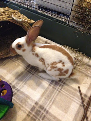 English Spot Rabbit Colours