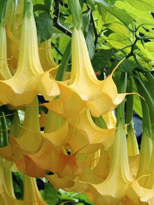 Flower Homes Datura Flowers