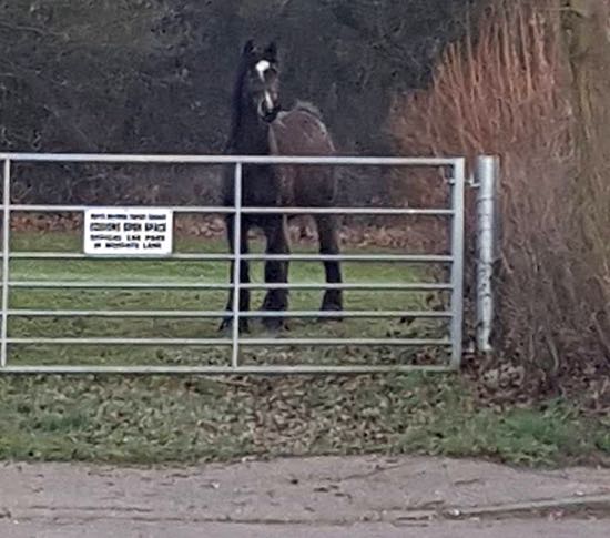 Image: Escaped horse at the gate at the top of Bluebridge Avenue  Image courtesy of Ellen Harrington Johnson via Facebook