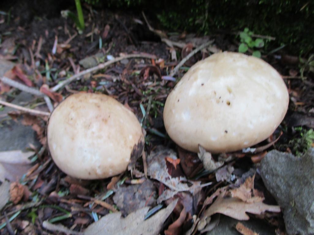 Funghi In Toscana Molto Freddo Troppo