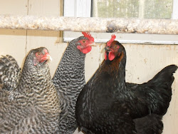 coop wingnut acres chickens did three