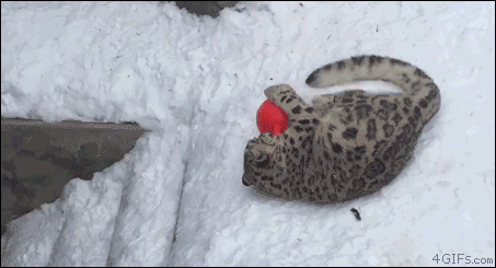 02-funny-gif-273-snow-leopard.gif